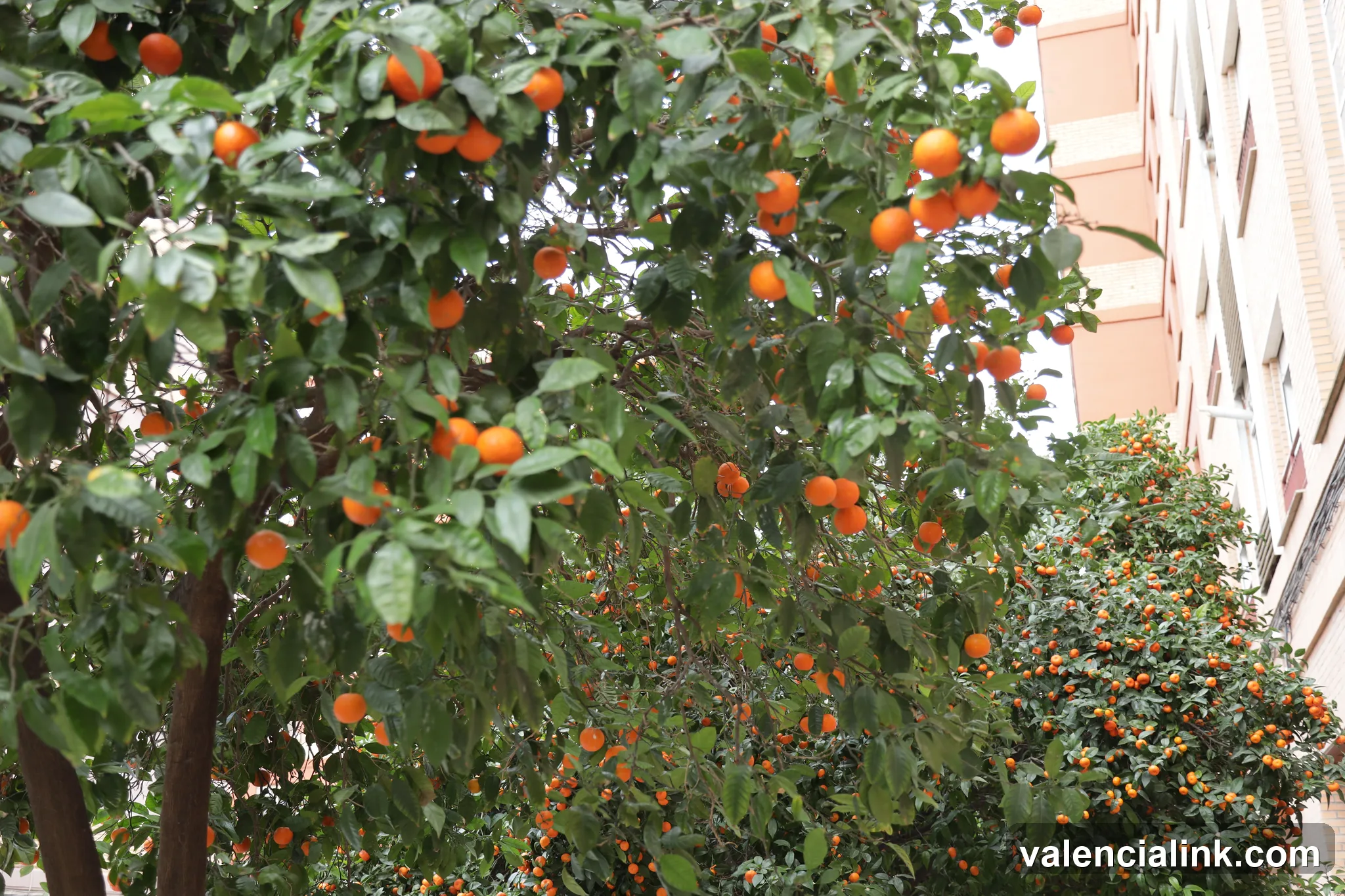 A tree with ripe oranges and a building in the background.