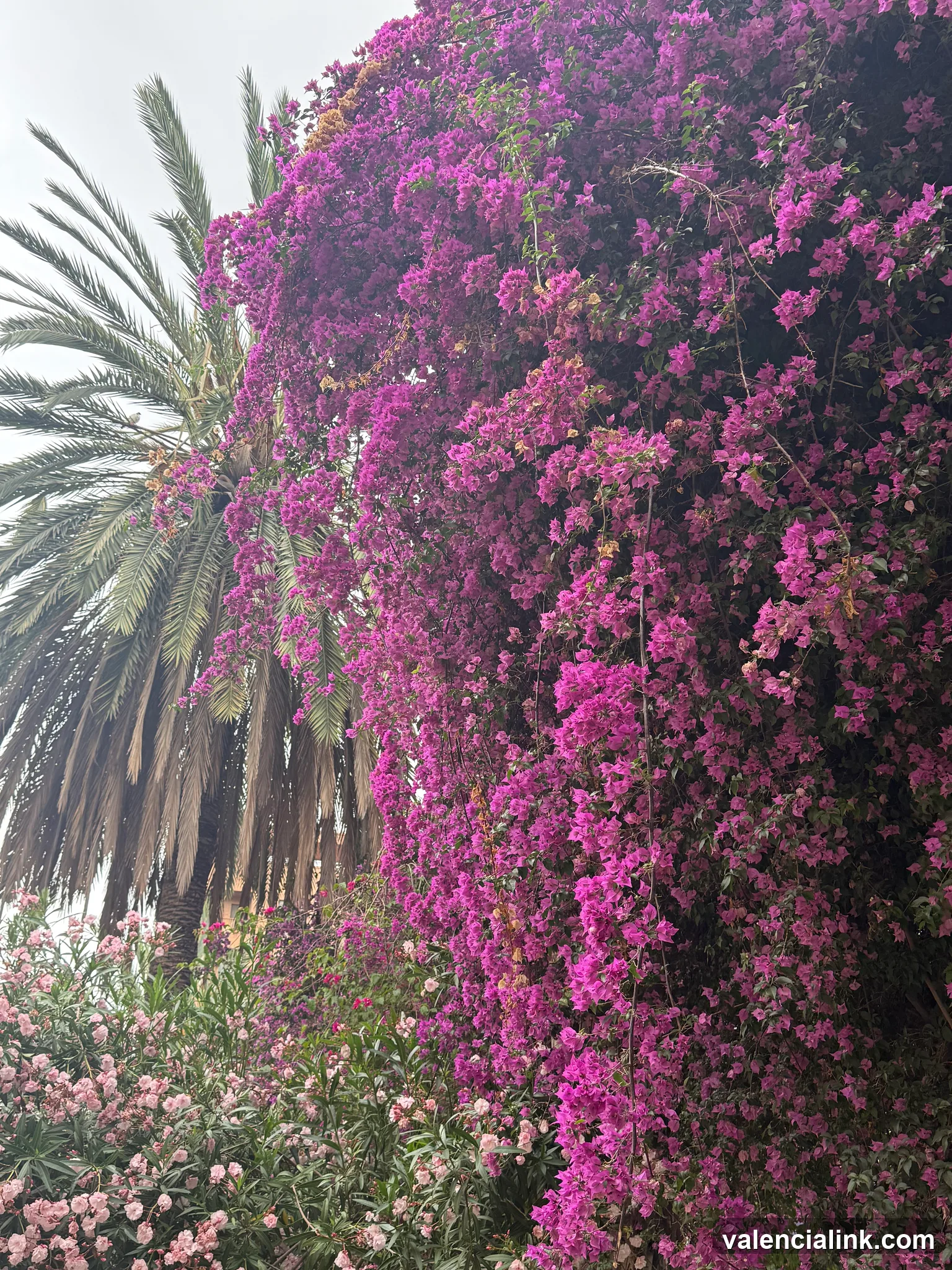 Pink flowers and a palm tree in a lush garden setting.